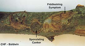 Anthracnose Canker