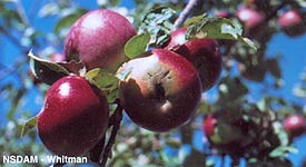Apple Scab on fruit 