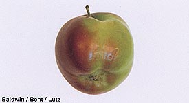 Rosy Apple Aphid Damage